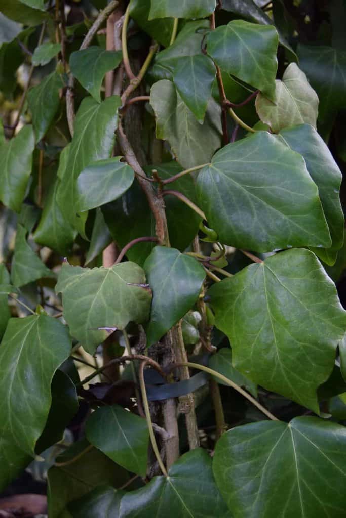 Hedera colchica 'Dentata Variegata' <span class="hidden specialOffer"></span> 60-80 cm